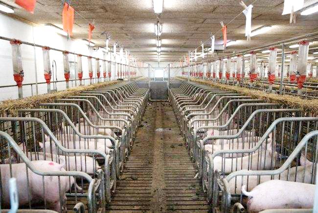 豬肉價格低位運行 “豬周期”拐點何時出現(xiàn)？