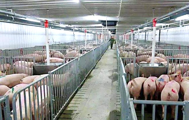 豬肉價格低位運行 “豬周期”拐點何時出現(xiàn)？